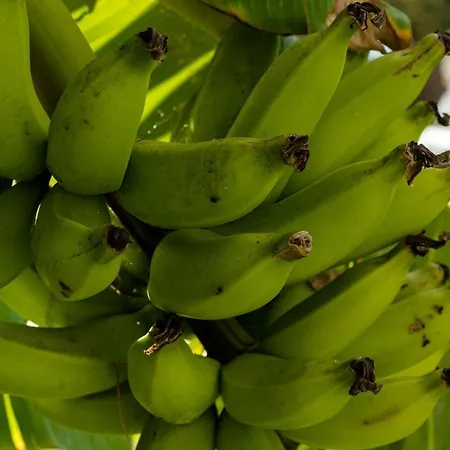 New Lanzasuites * Playa Blanca (Lanzarote)